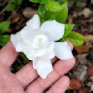 Meet your Posher, Chasity